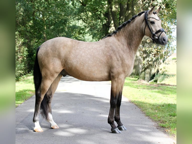 Deutsches Reitpony Wallach 4 Jahre 146 cm Buckskin in Haren