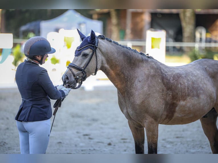 Deutsches Reitpony Wallach 4 Jahre 146 cm Buckskin in Haren