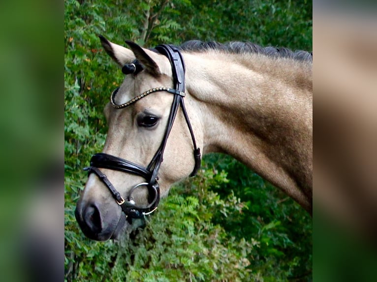 Deutsches Reitpony Wallach 4 Jahre 146 cm Buckskin in Haren
