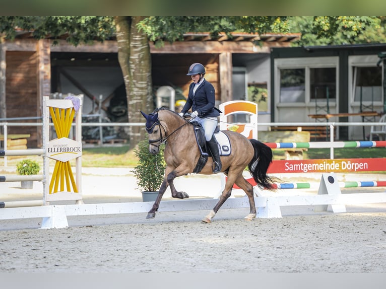 Deutsches Reitpony Wallach 4 Jahre 146 cm Buckskin in Haren
