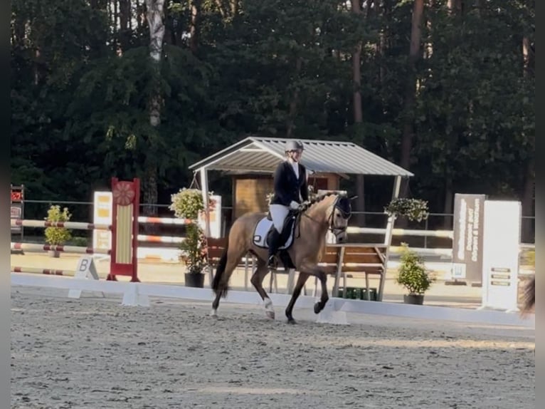 Deutsches Reitpony Wallach 4 Jahre 146 cm Buckskin in Haren