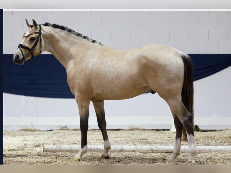 Deutsches Reitpony Wallach 4 Jahre 146 cm Buckskin in Ladenburg
