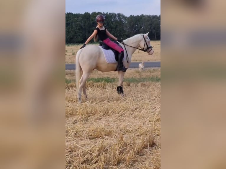 Deutsches Reitpony Wallach 4 Jahre 146 cm Cremello in Warendorf