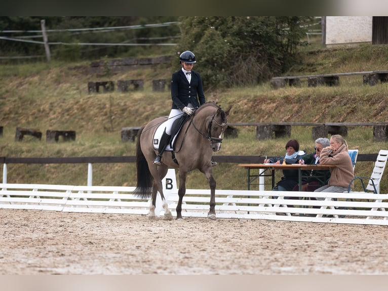 Deutsches Reitpony Wallach 4 Jahre 146 cm  in BischoffenBischoffen