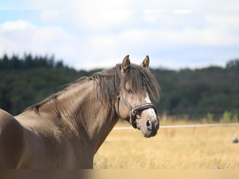 Deutsches Reitpony Wallach 4 Jahre 146 cm  in BischoffenBischoffen