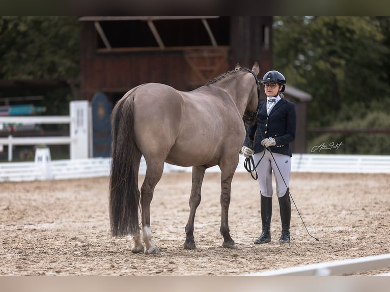 Deutsches Reitpony Wallach 4 Jahre 146 cm  in BischoffenBischoffen