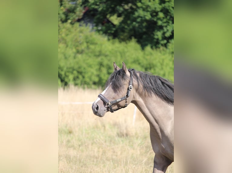 Deutsches Reitpony Wallach 4 Jahre 146 cm  in BischoffenBischoffen