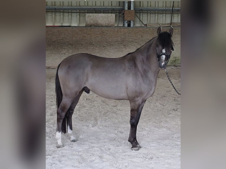 Deutsches Reitpony Wallach 4 Jahre 146 cm  in BischoffenBischoffen