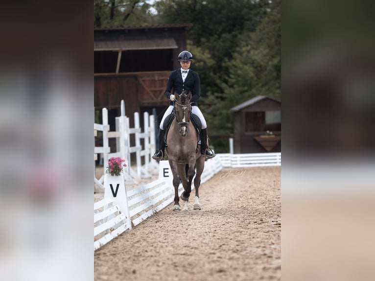 Deutsches Reitpony Wallach 4 Jahre 146 cm  in BischoffenBischoffen