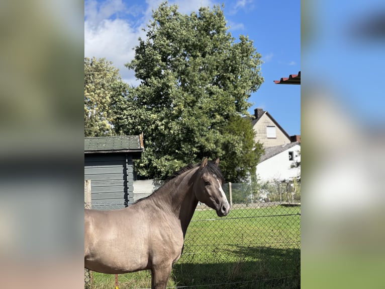 Deutsches Reitpony Wallach 4 Jahre 146 cm  in BischoffenBischoffen