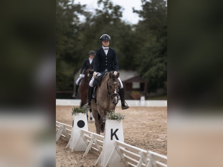 Deutsches Reitpony Wallach 4 Jahre 146 cm  in BischoffenBischoffen