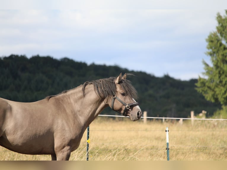 Deutsches Reitpony Wallach 4 Jahre 146 cm  in BischoffenBischoffen