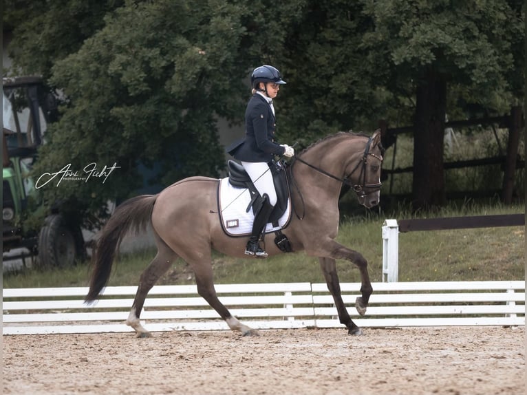 Deutsches Reitpony Wallach 4 Jahre 146 cm  in BischoffenBischoffen
