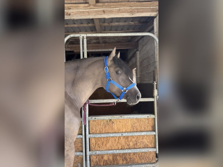 Deutsches Reitpony Wallach 4 Jahre 146 cm  in BischoffenBischoffen