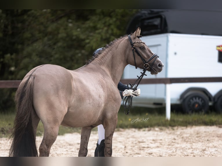 Deutsches Reitpony Wallach 4 Jahre 146 cm  in BischoffenBischoffen