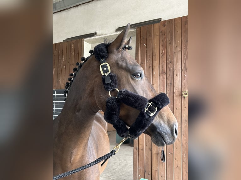 Deutsches Reitpony Wallach 4 Jahre 146 cm Dunkelbrauner in Parthenstein