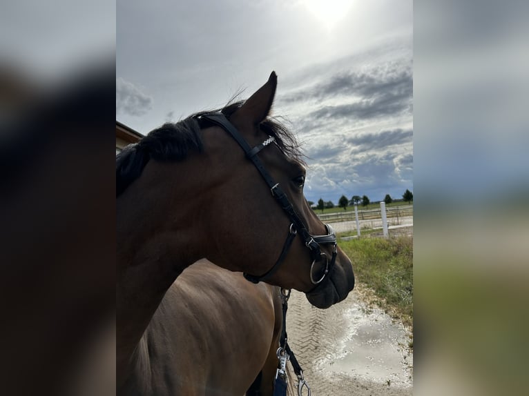 Deutsches Reitpony Wallach 4 Jahre 146 cm Dunkelbrauner in Parthenstein