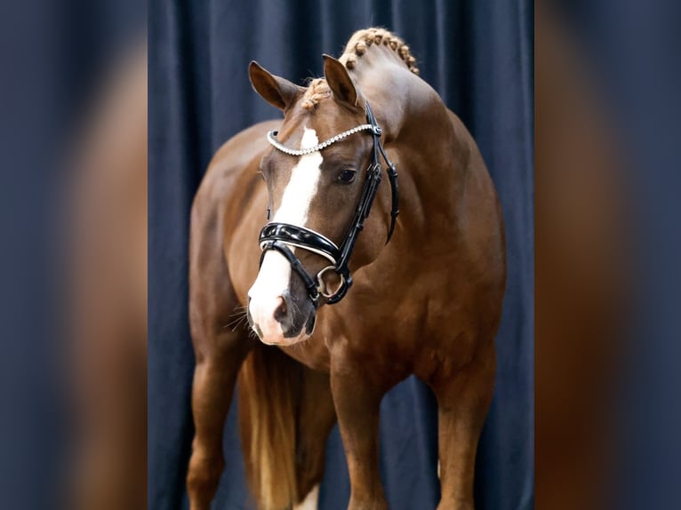 Deutsches Reitpony Wallach 4 Jahre 146 cm Dunkelfuchs in Glasehausenili