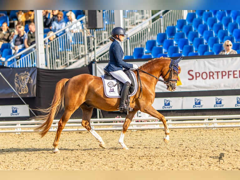 Deutsches Reitpony Wallach 4 Jahre 146 cm Dunkelfuchs in Glasehausenili