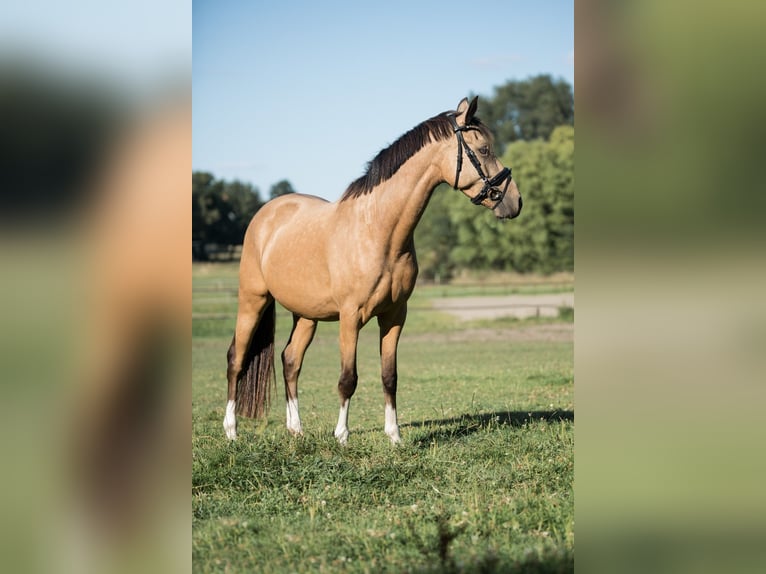 Deutsches Reitpony Wallach 4 Jahre 146 cm Falbe in OberhausenOberhausen