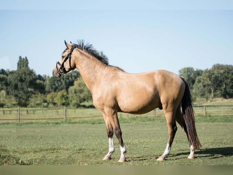 Deutsches Reitpony Wallach 4 Jahre 146 cm Falbe in OberhausenOberhausen
