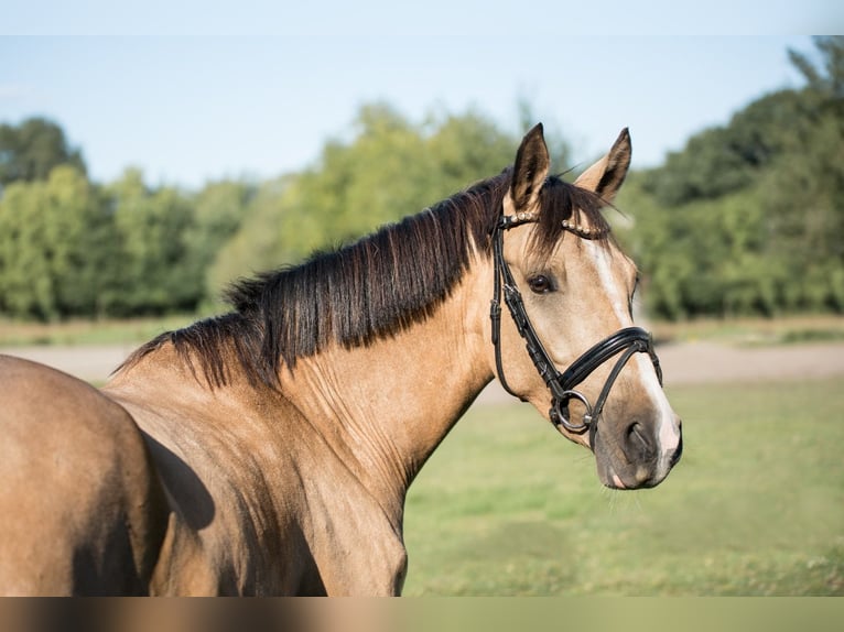 Deutsches Reitpony Wallach 4 Jahre 146 cm Falbe in OberhausenOberhausen