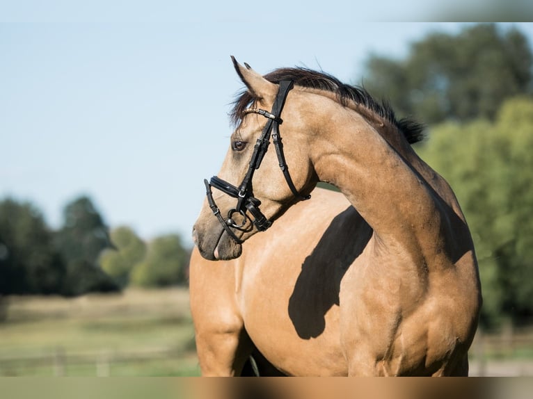 Deutsches Reitpony Wallach 4 Jahre 146 cm Falbe in OberhausenOberhausen