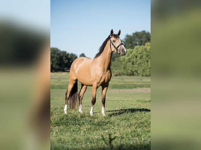 Deutsches Reitpony Wallach 4 Jahre 146 cm Falbe in OberhausenOberhausen