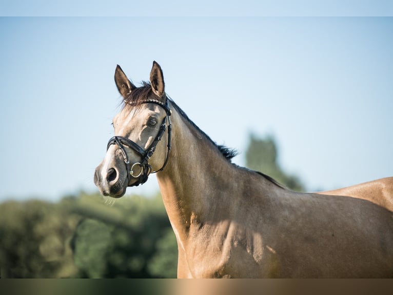 Deutsches Reitpony Wallach 4 Jahre 146 cm Falbe in OberhausenOberhausen