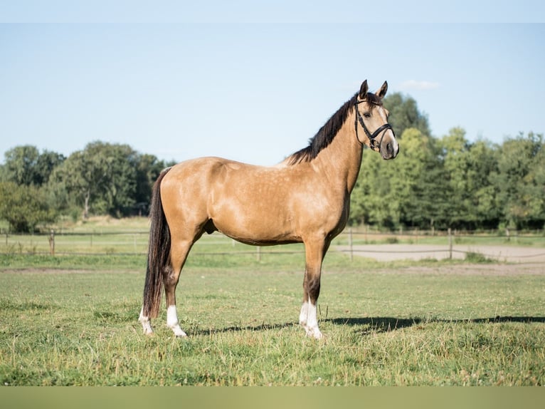 Deutsches Reitpony Wallach 4 Jahre 146 cm Falbe in OberhausenOberhausen