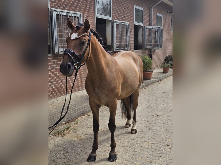 Deutsches Reitpony Wallach 4 Jahre 146 cm Falbe in Krefeld