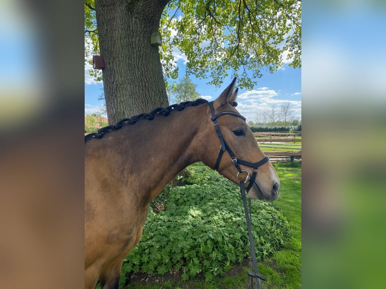 Deutsches Reitpony Wallach 4 Jahre 146 cm Falbe in Alfhausen