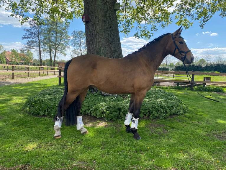 Deutsches Reitpony Wallach 4 Jahre 146 cm Falbe in Alfhausen