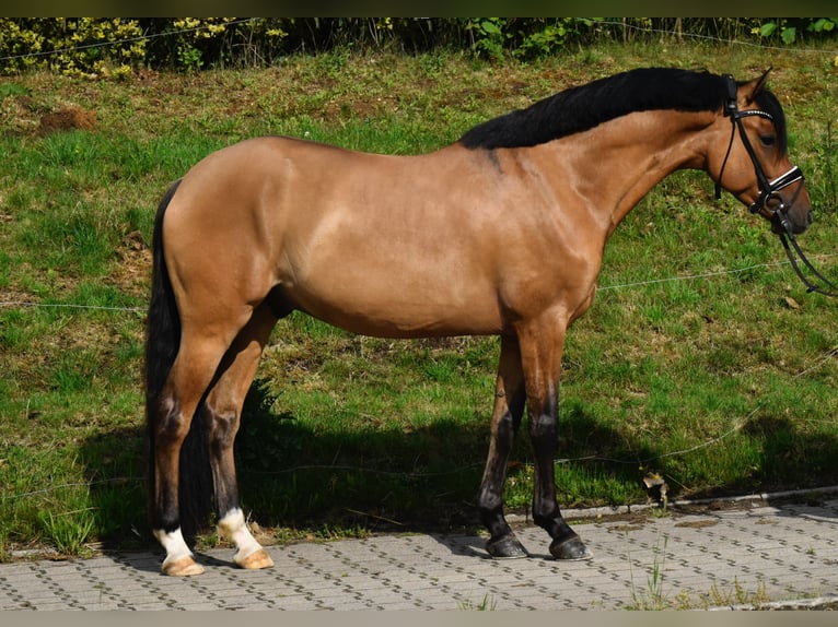 Deutsches Reitpony Wallach 4 Jahre 146 cm Falbe in F&#xFC;rstenau