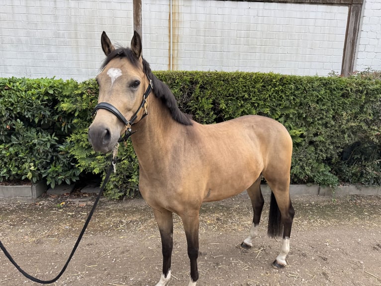 Deutsches Reitpony Wallach 4 Jahre 146 cm Falbe in Krefeld