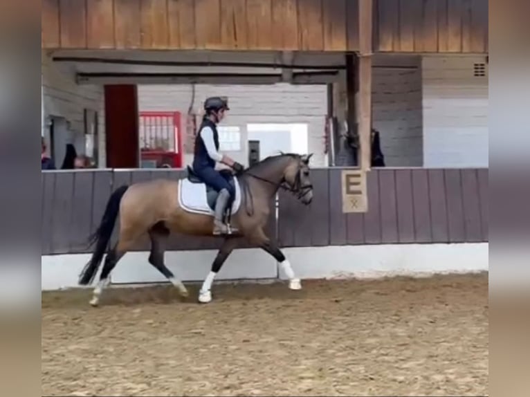 Deutsches Reitpony Wallach 4 Jahre 146 cm Falbe in Krefeld