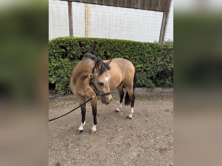 Deutsches Reitpony Wallach 4 Jahre 146 cm Falbe in Krefeld