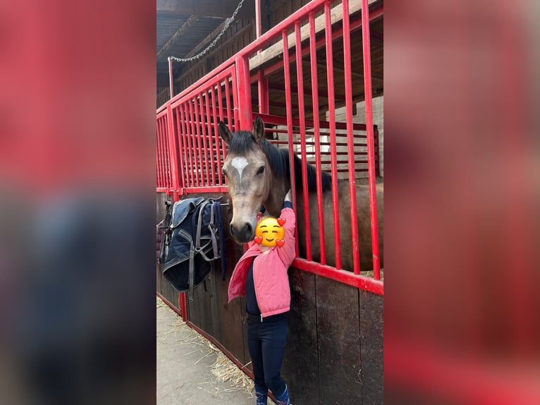 Deutsches Reitpony Wallach 4 Jahre 146 cm Falbe in Krefeld
