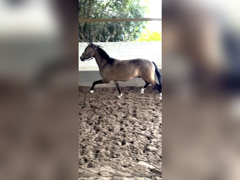 Deutsches Reitpony Wallach 4 Jahre 146 cm Falbe in Krefeld