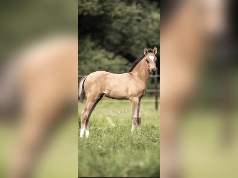 Deutsches Reitpony Wallach 4 Jahre 146 cm Falbe in Krefeld