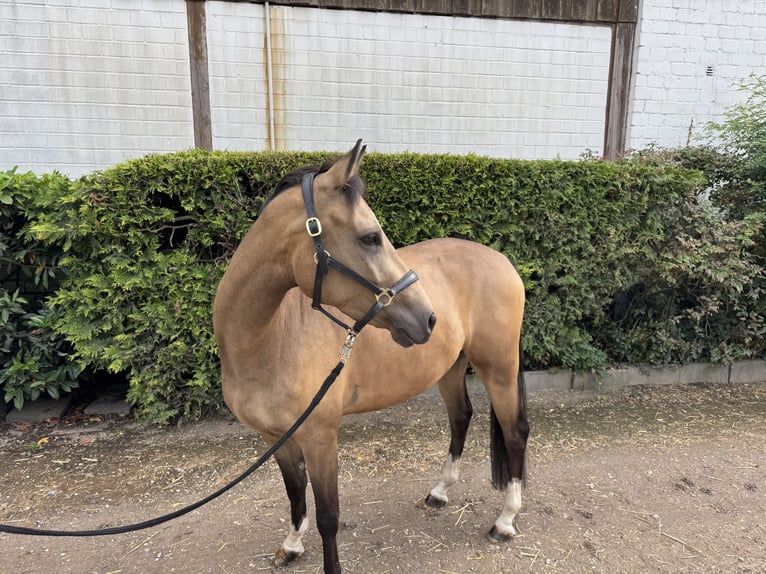 Deutsches Reitpony Wallach 4 Jahre 146 cm Falbe in Krefeld