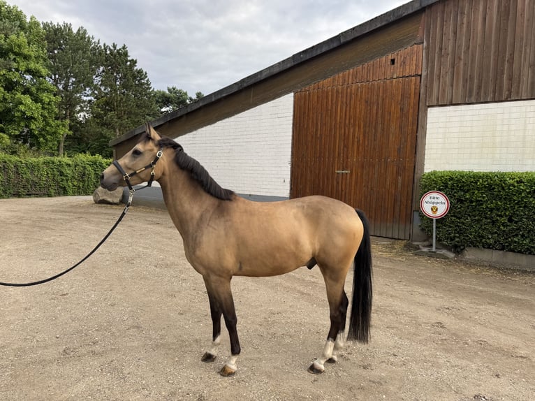 Deutsches Reitpony Wallach 4 Jahre 146 cm Falbe in Krefeld