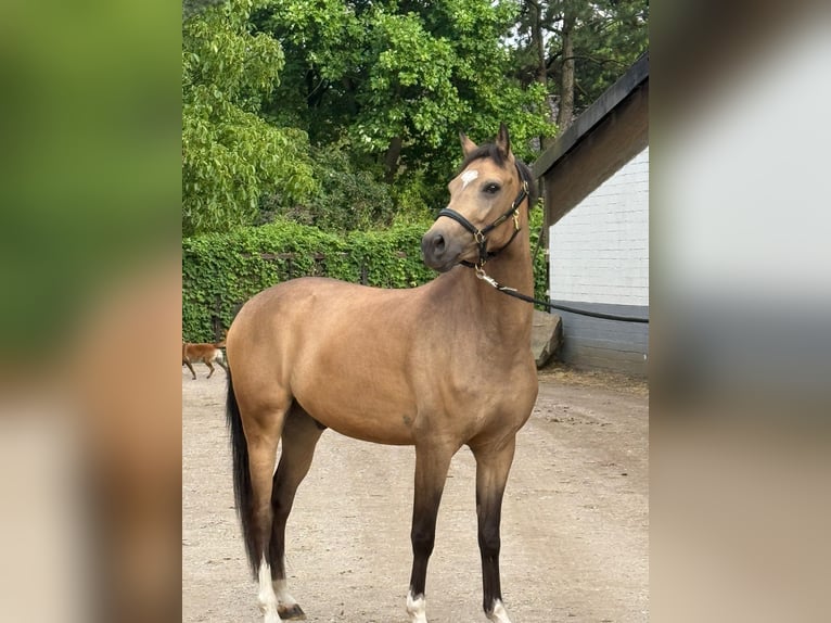 Deutsches Reitpony Wallach 4 Jahre 146 cm Falbe in Krefeld
