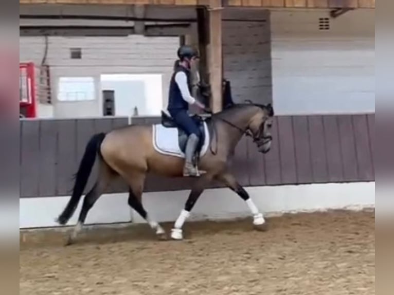 Deutsches Reitpony Wallach 4 Jahre 146 cm Falbe in Krefeld