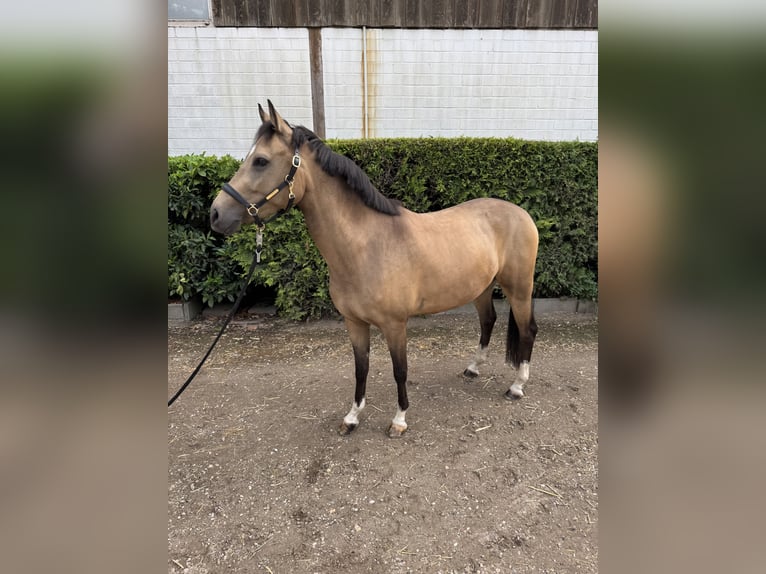 Deutsches Reitpony Wallach 4 Jahre 146 cm Falbe in Krefeld