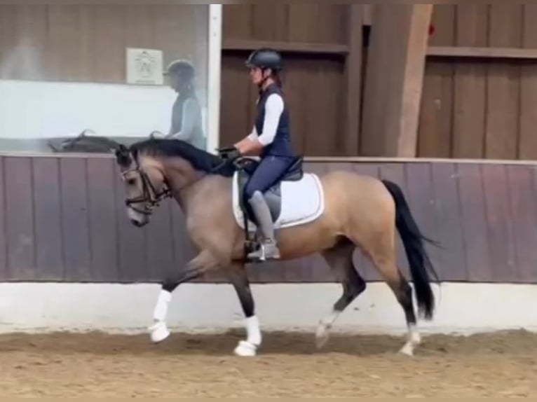 Deutsches Reitpony Wallach 4 Jahre 146 cm Falbe in Krefeld