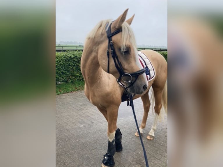 Deutsches Reitpony Wallach 4 Jahre 146 cm Falbe in Borsfleth