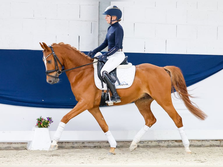Deutsches Reitpony Wallach 4 Jahre 146 cm Fuchs in Marsberg