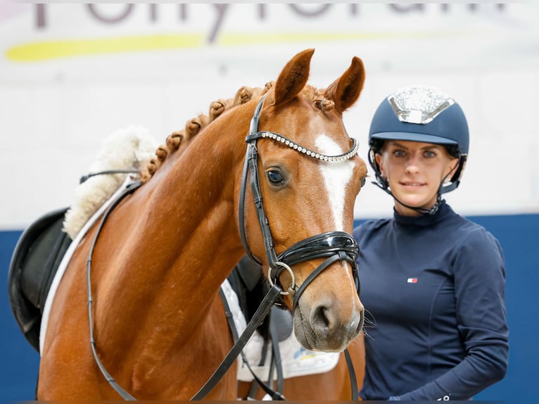 Deutsches Reitpony Wallach 4 Jahre 146 cm Fuchs in Marsberg