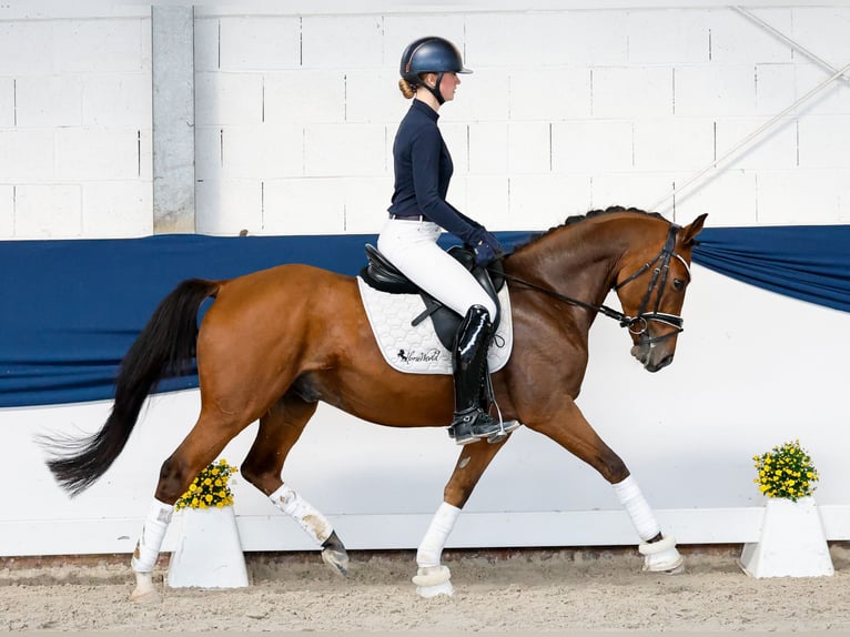 Deutsches Reitpony Wallach 4 Jahre 146 cm Fuchs in Marsberg